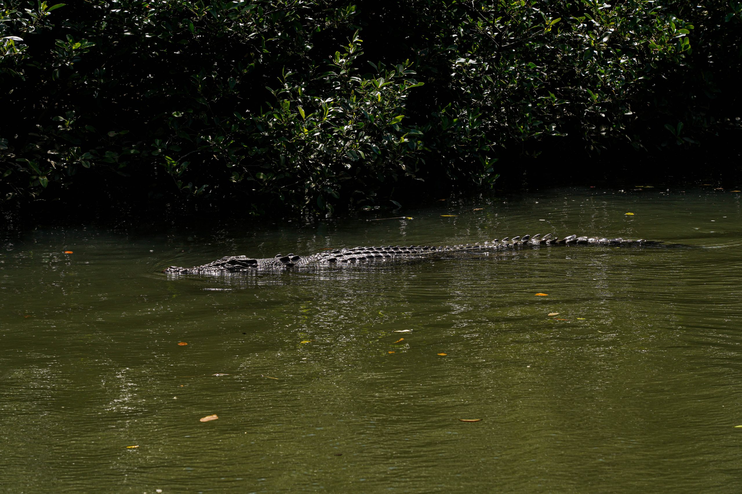 Daintree River Crocodile Cruise