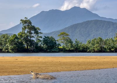 self tour daintree