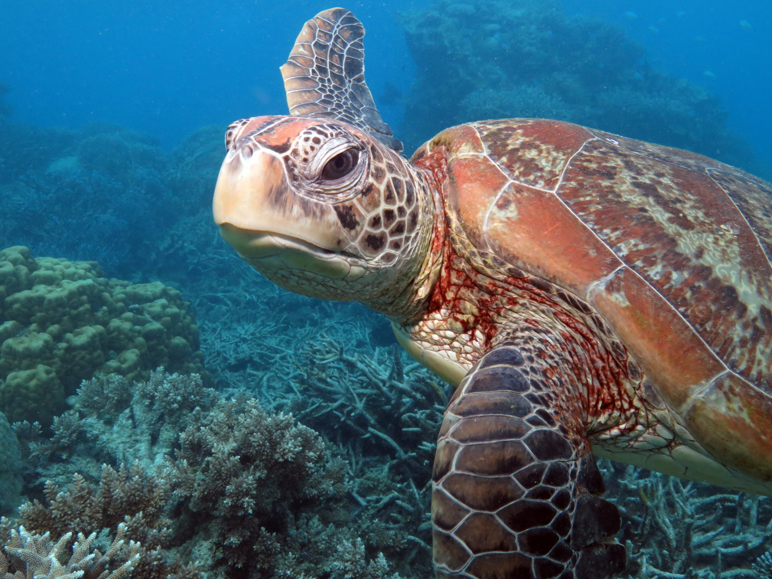 Quicksilver Turtle Great Barrier Reef