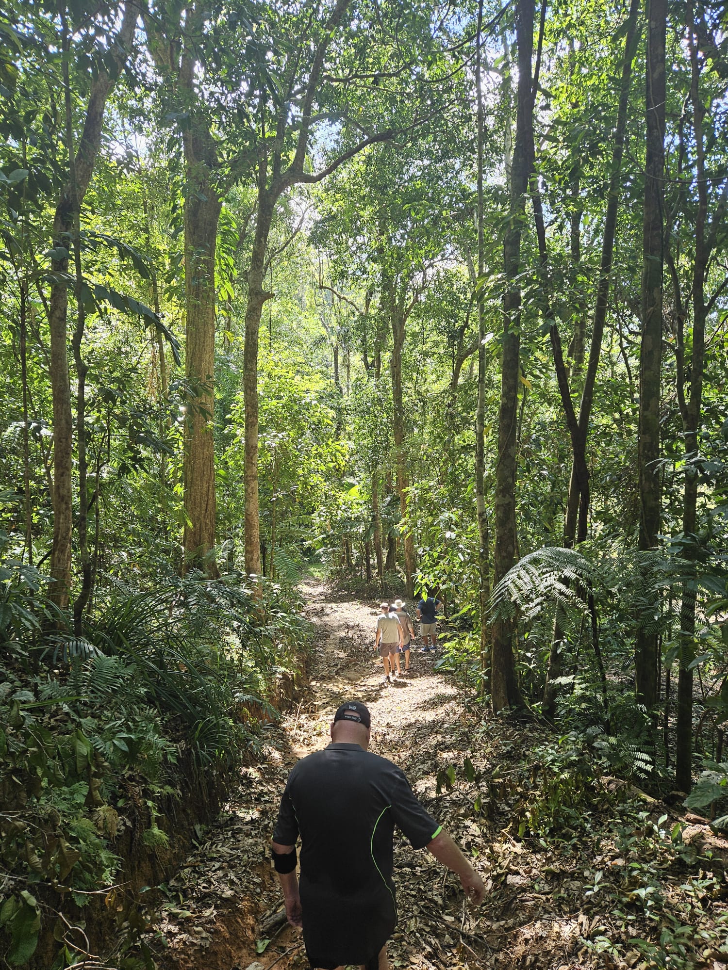 Guided Daintree Rainforest Walk